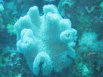 coral
