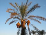 Egypt 2004
